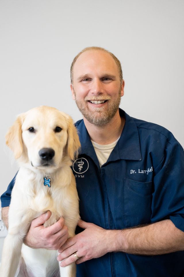 A smiling veterinarian holding a golden retriever puppy.