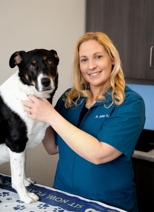 Veterinarian smiling with a black and white dog on an examination table.