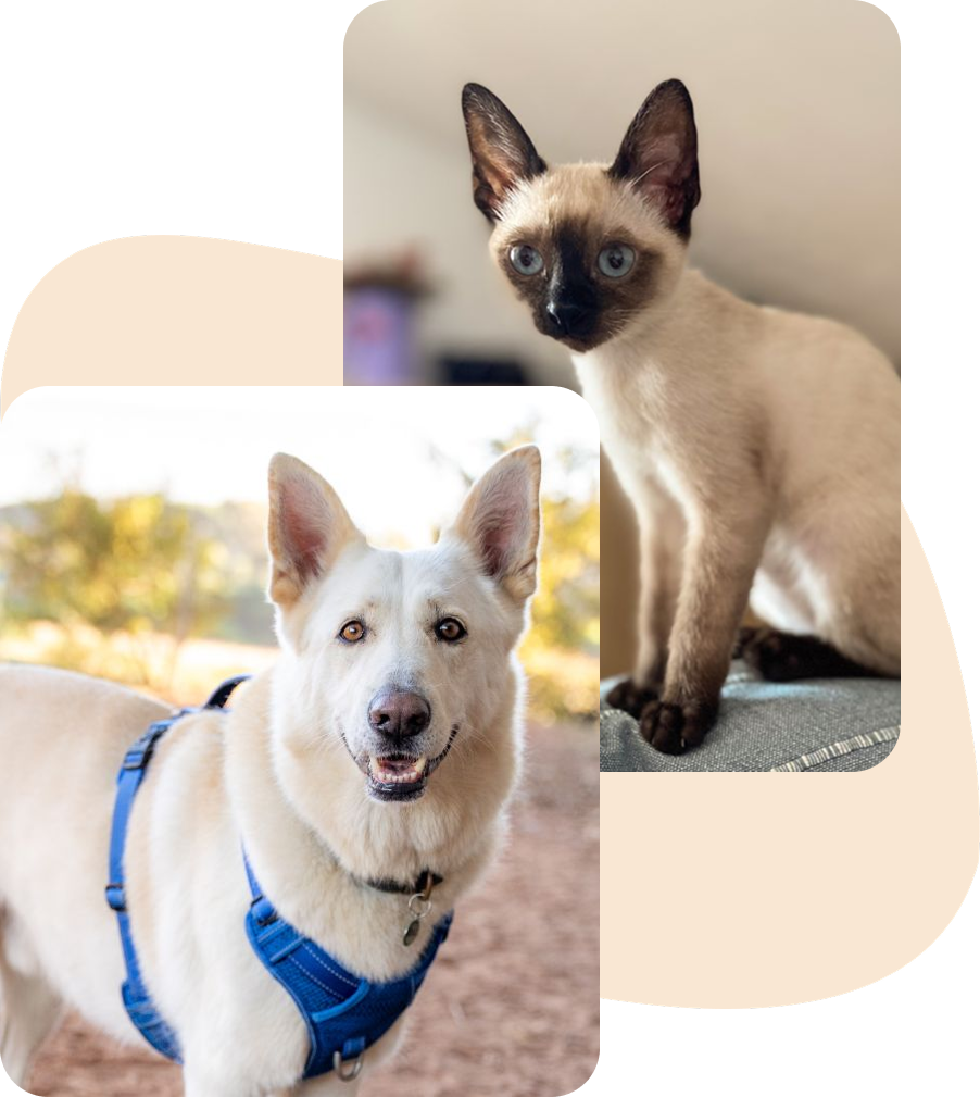 A white dog in a blue harness and a Siamese kitten looking towards the camera.