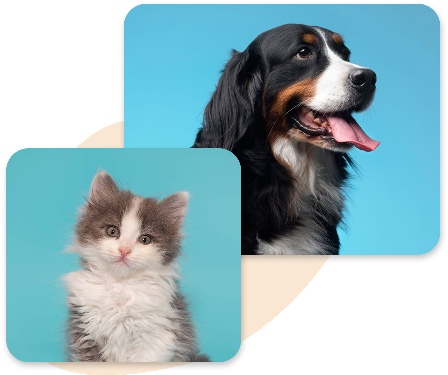 Bernese Mountain Dog and fluffy gray and white kitten portrait.