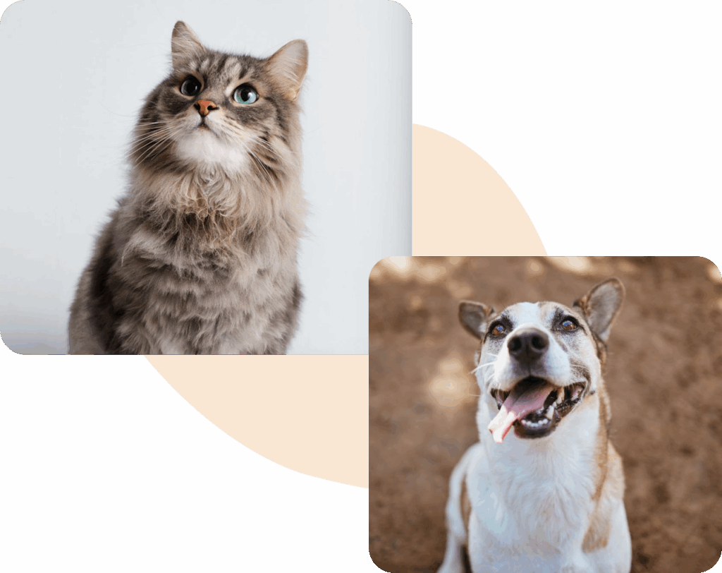 Fluffy gray cat and a smiling tan and white dog in a split image.