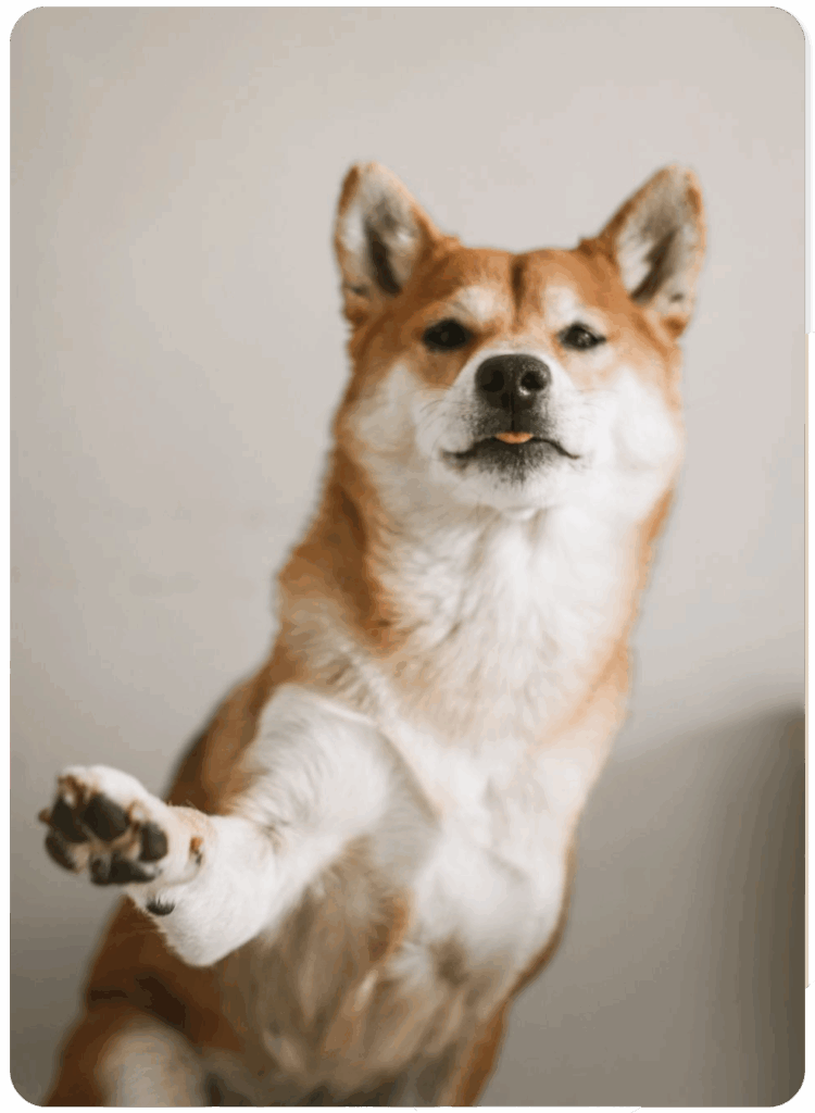 A Shiba Inu dog standing on hind legs with one paw raised.