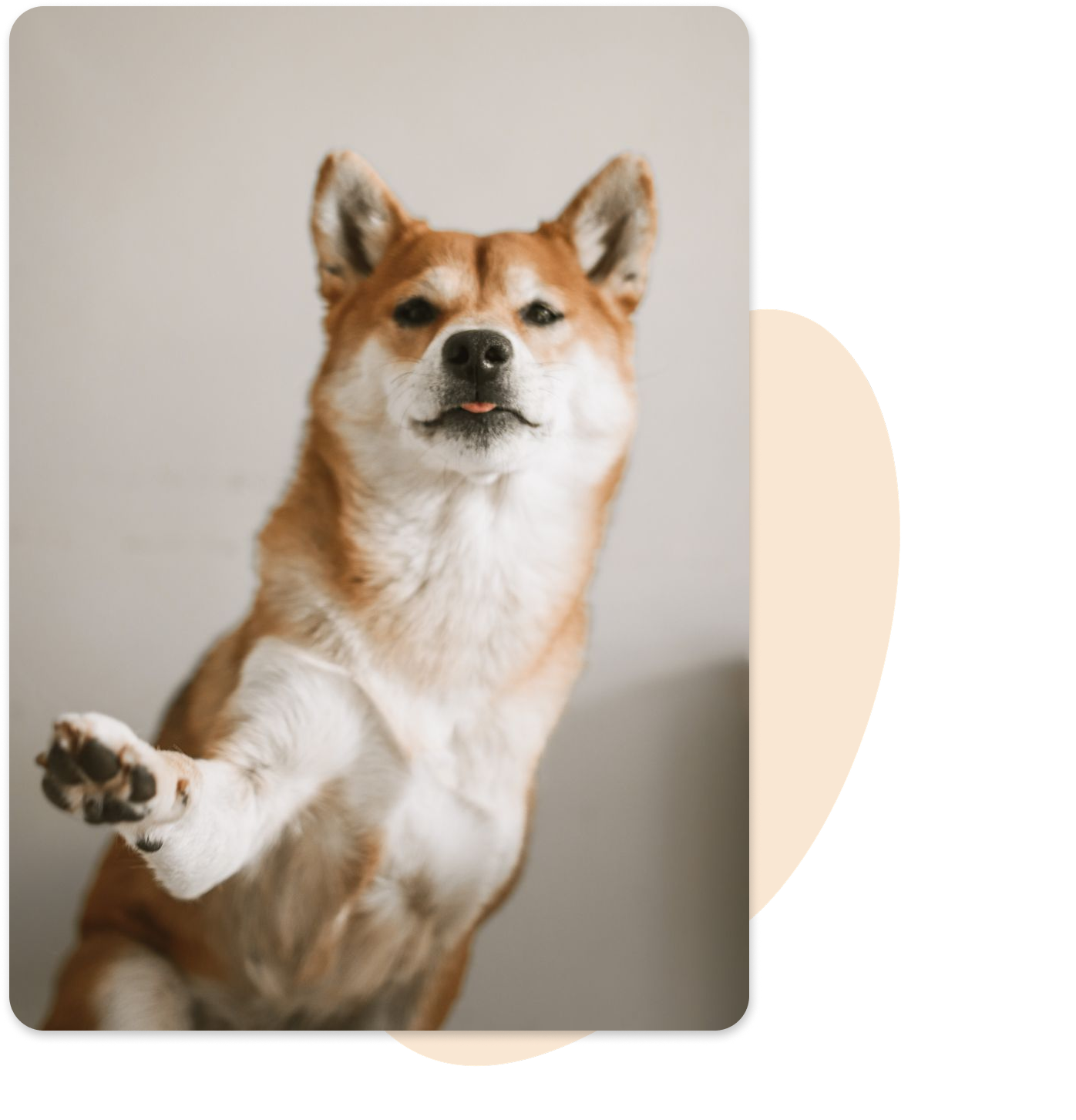 Shiba Inu dog standing on hind legs with one paw raised.