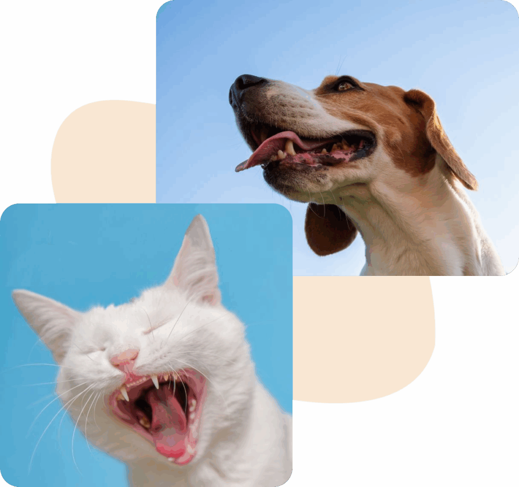 A beagle dog and a white cat, both with open mouths, set against a blue sky.