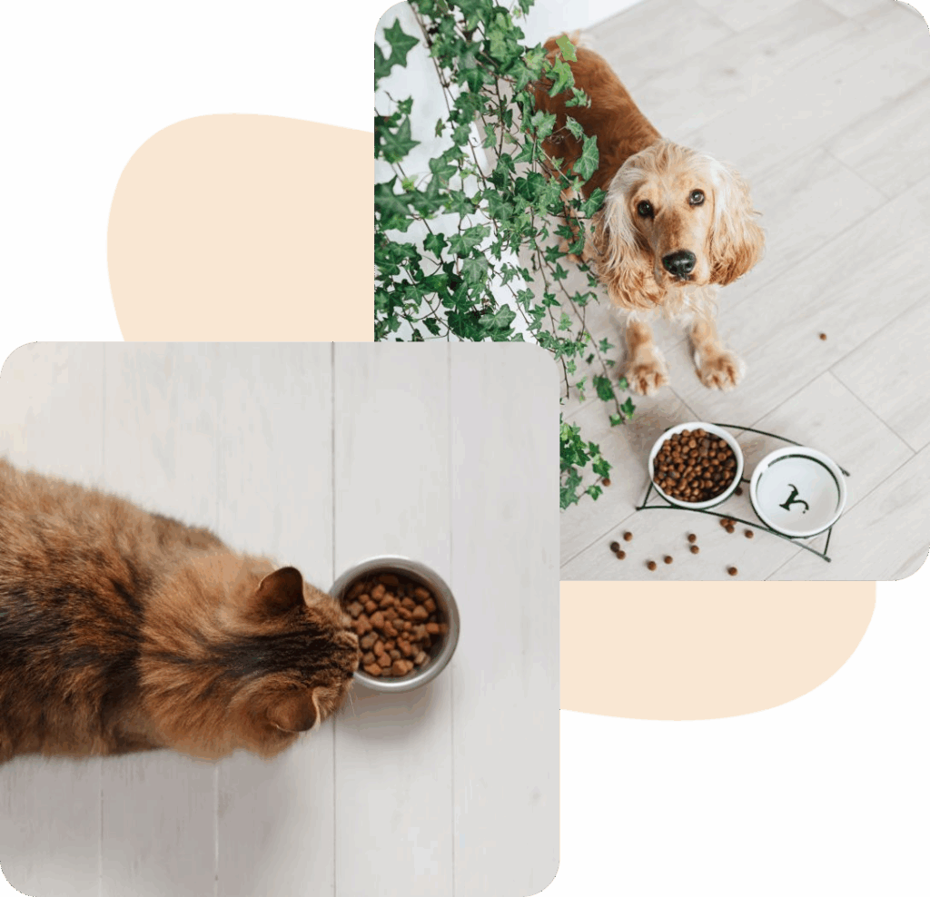 A dog and a cat eating from their bowls on a wooden floor.