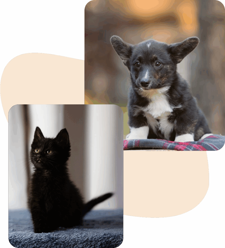 A black kitten and a black and white puppy sitting separately.