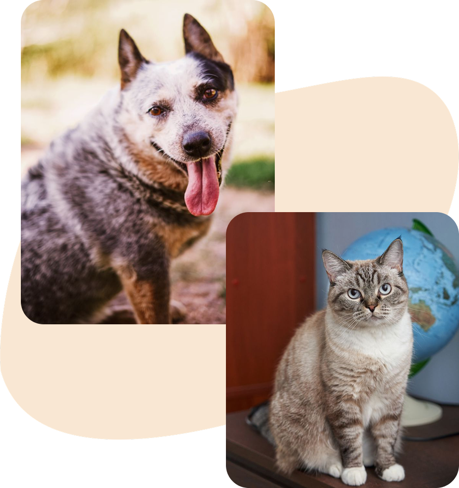 Australian cattle dog and tabby cat sitting separately.