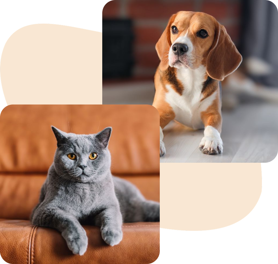 A beagle dog and a grey cat sitting on sofas.