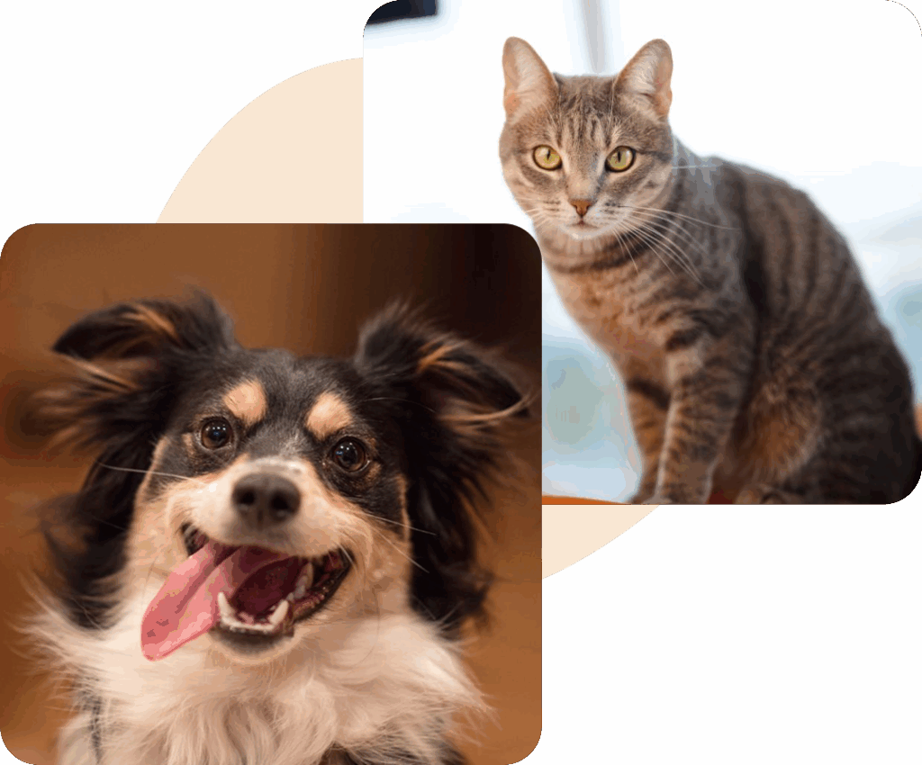 A happy dog with a tongue out and a serious tabby cat looking directly at the camera.