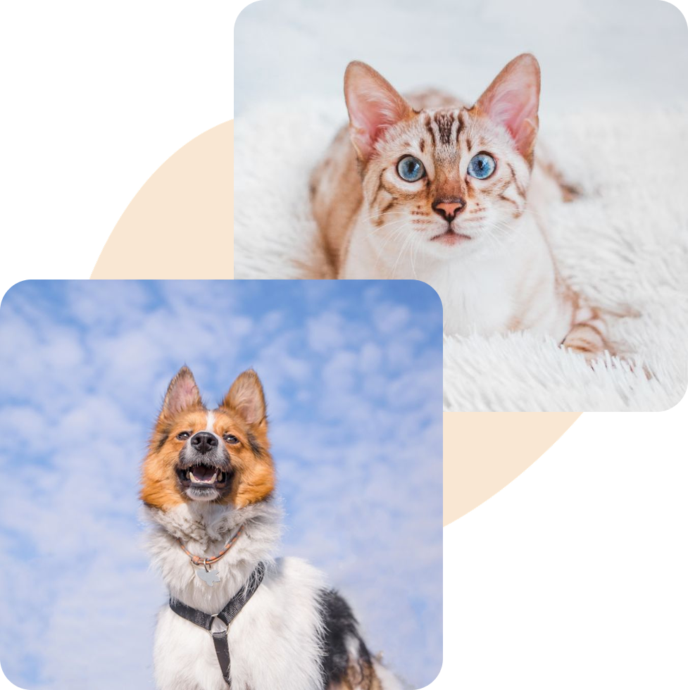 Siamese cat and smiling dog with colorful backgrounds.