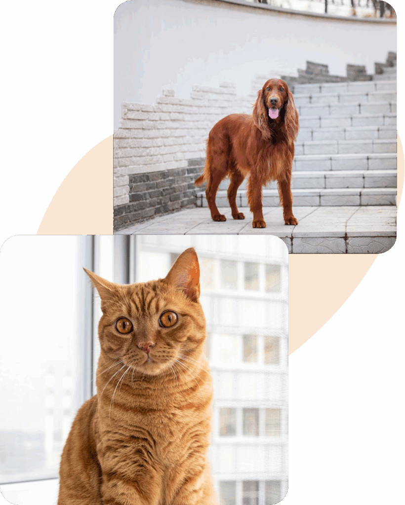 Irish Setter on steps and orange tabby cat in front of window.