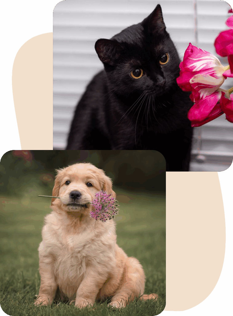 Black cat near pink flowers, and golden retriever puppy holding a purple flower.