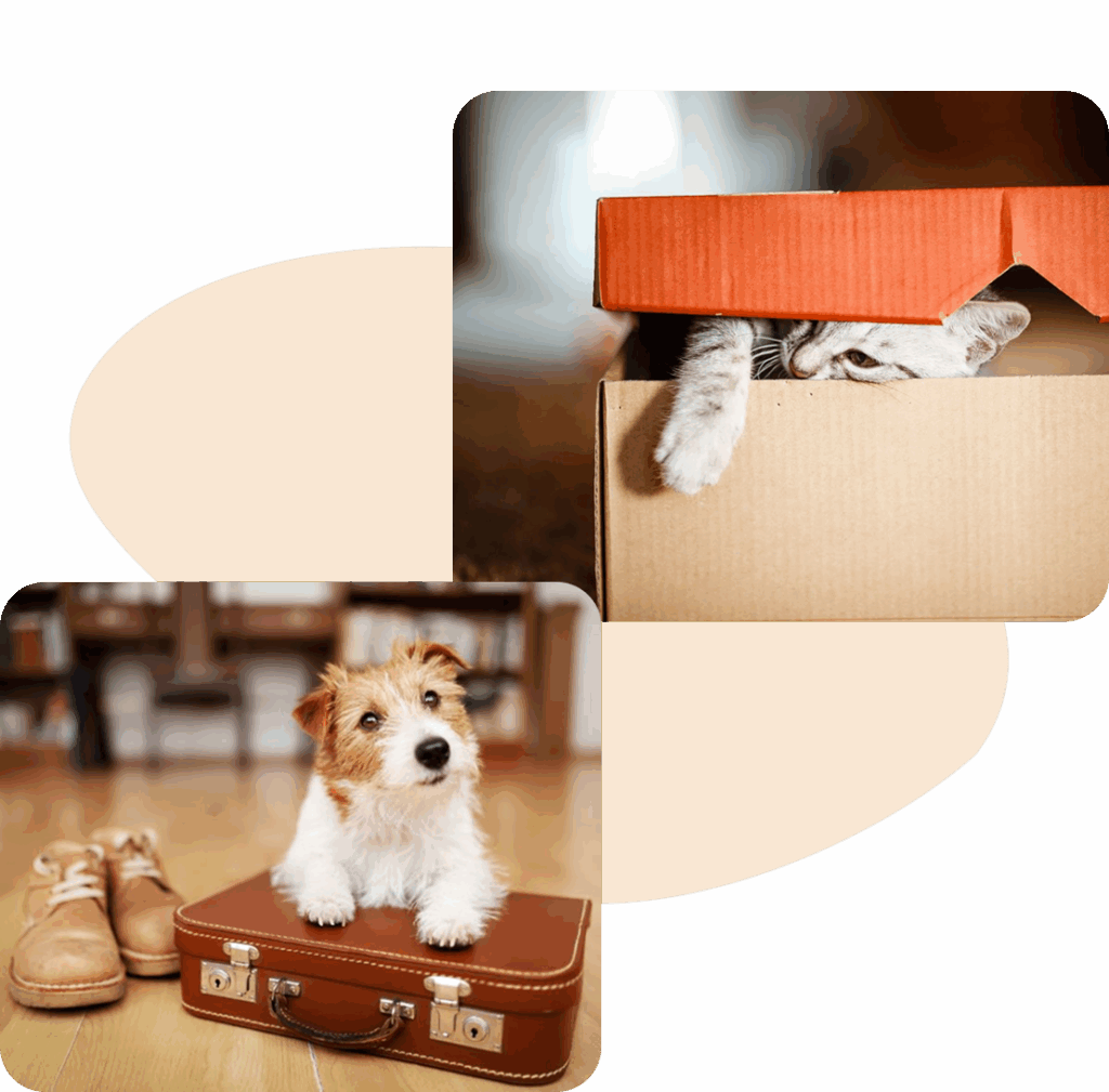 A kitten peeking from a cardboard box and a puppy on a suitcase.
