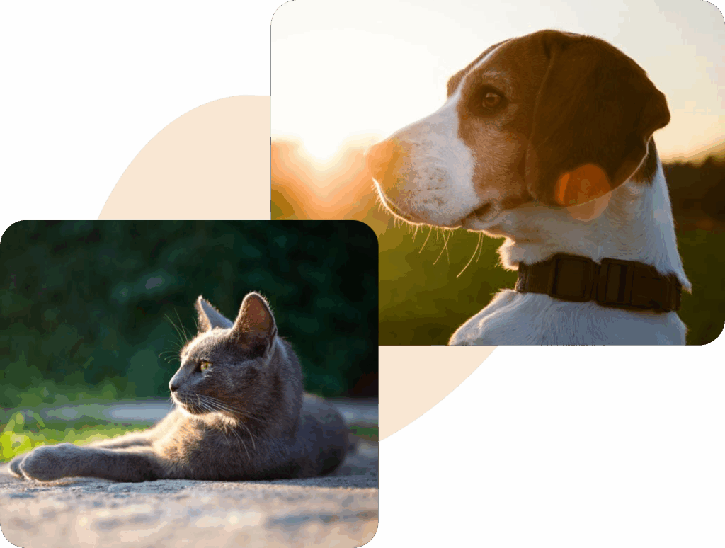 Split image of a dog and a cat outdoors at sunset.