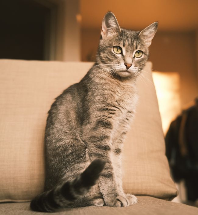 A gray tabby cat sitting on a couch, looking attentive.