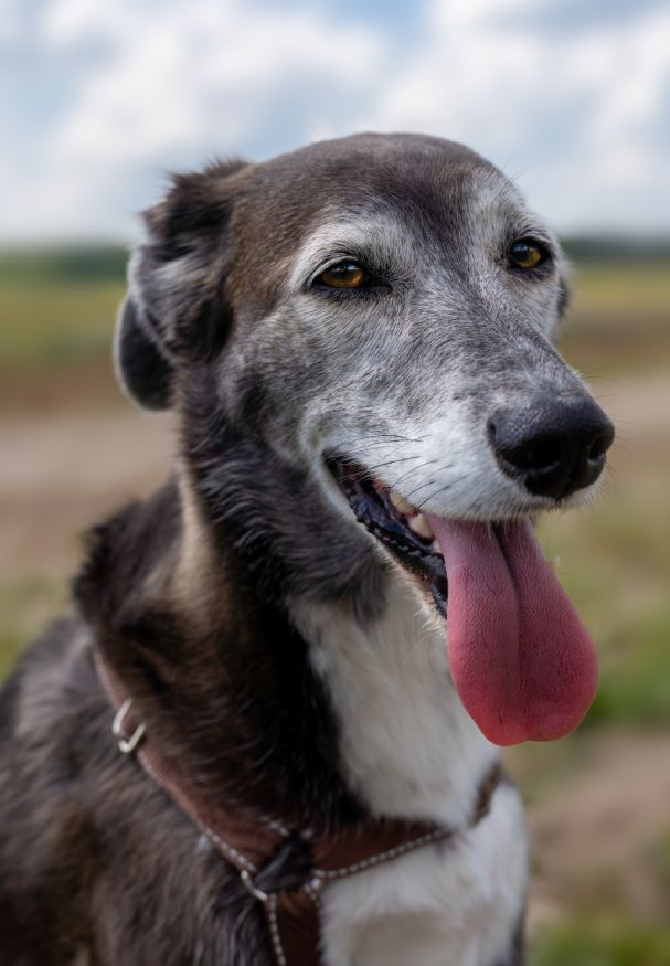 Close-up of a smiling grey and black dog with a pink tongue hanging out.