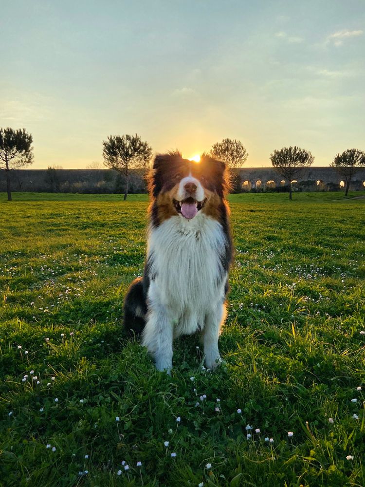Australian Shepherd dog sitting in a meadow with the sun setting behind its head.