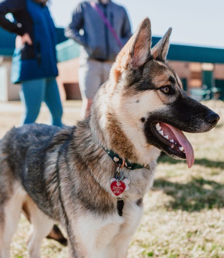 German Shepherd with a collar and tag, panting, two people seen behind.