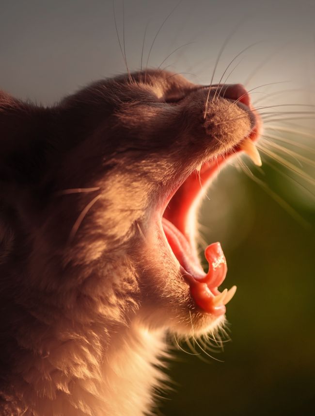 Close-up of a gray cat yawning with its mouth wide open.