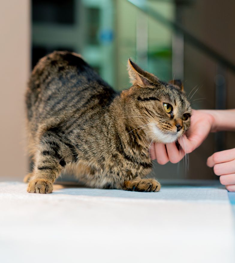 Tabby cat being petted by a human hand on a light surface.
