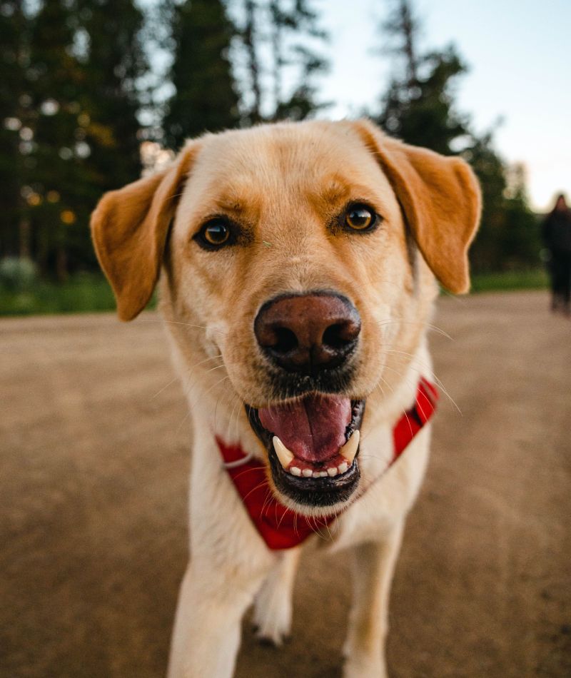 Close-up of a smiling yellow Labrador wearing a red bandana.