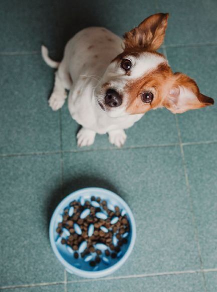 A small white and tan dog looking up, next to a bowl of dog food on a green tiled floor.