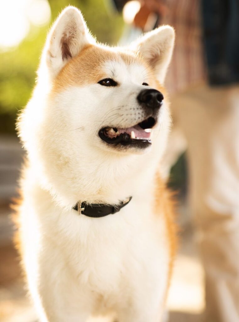 Happy Akita dog with a black collar, smiling in sunlight.
