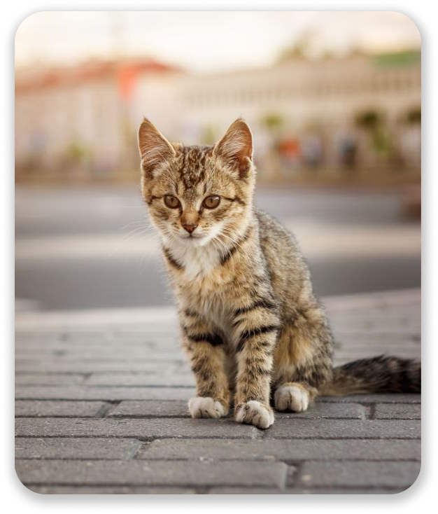 A small tabby kitten sitting on a cobblestone street.