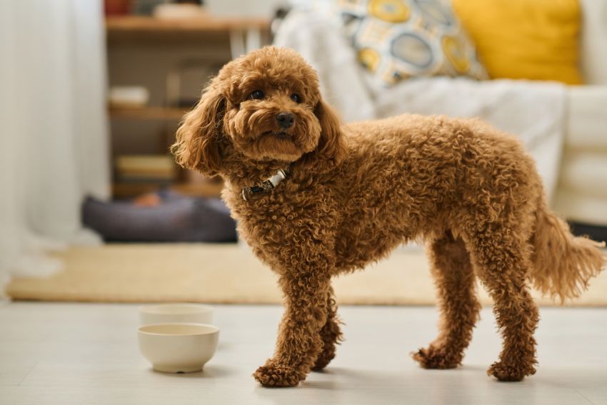 A brown toy poodle standing in a living room, next to a bowl.