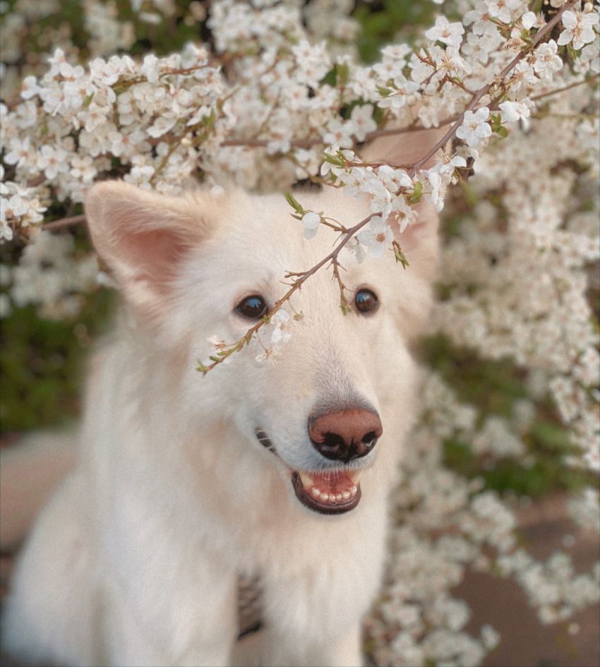 White dog smiling beneath a canopy of cherry blossoms.