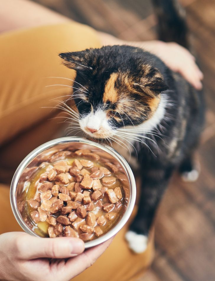 A calico cat sniffs a bowl of food held by a person.