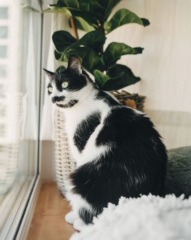 Black and white cat sitting beside a window, looking away.