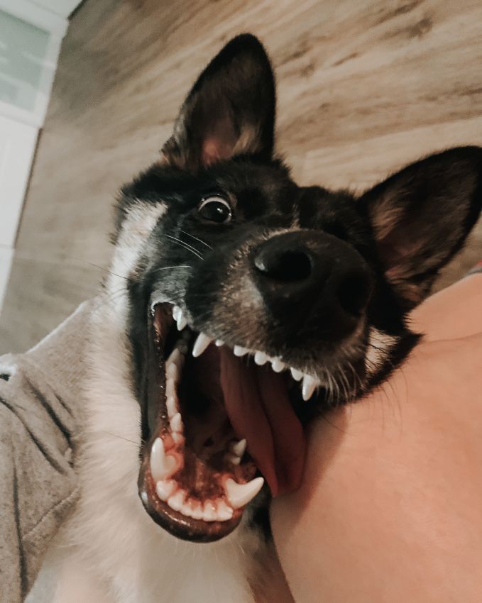 Close-up of a playful German Shepherd with an open mouth grinning.