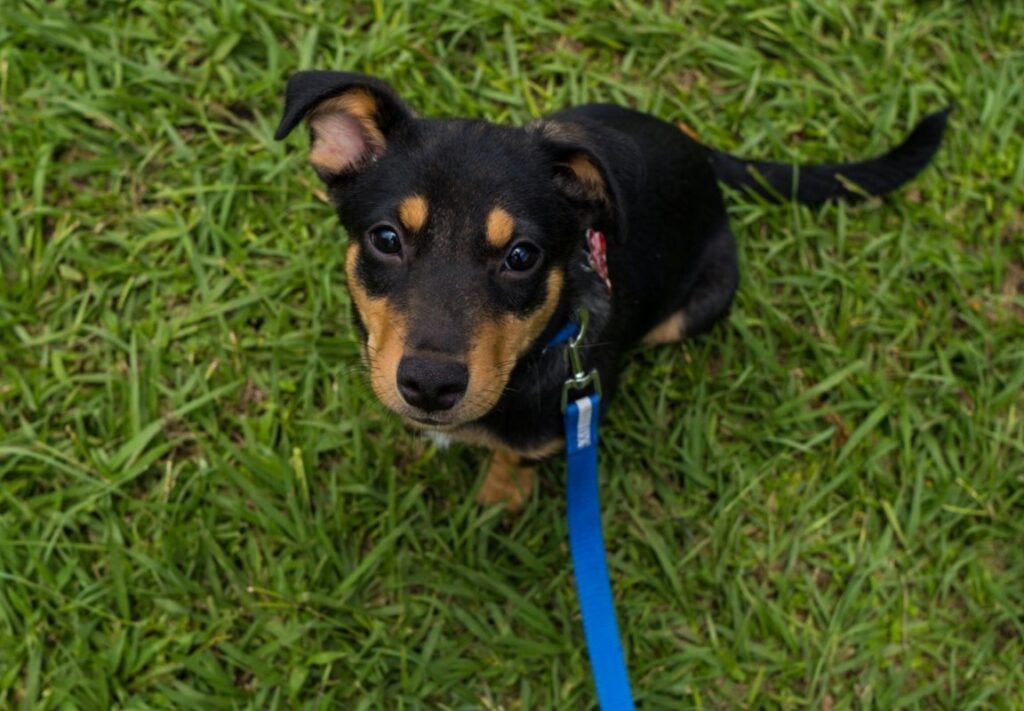 A small black and tan dog with a blue leash looking up curiously in grass.