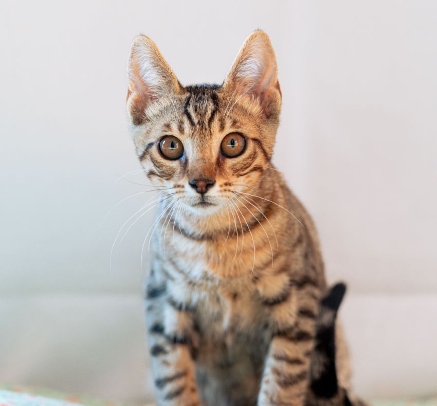 Young tabby cat with striking amber eyes sitting and looking forward.