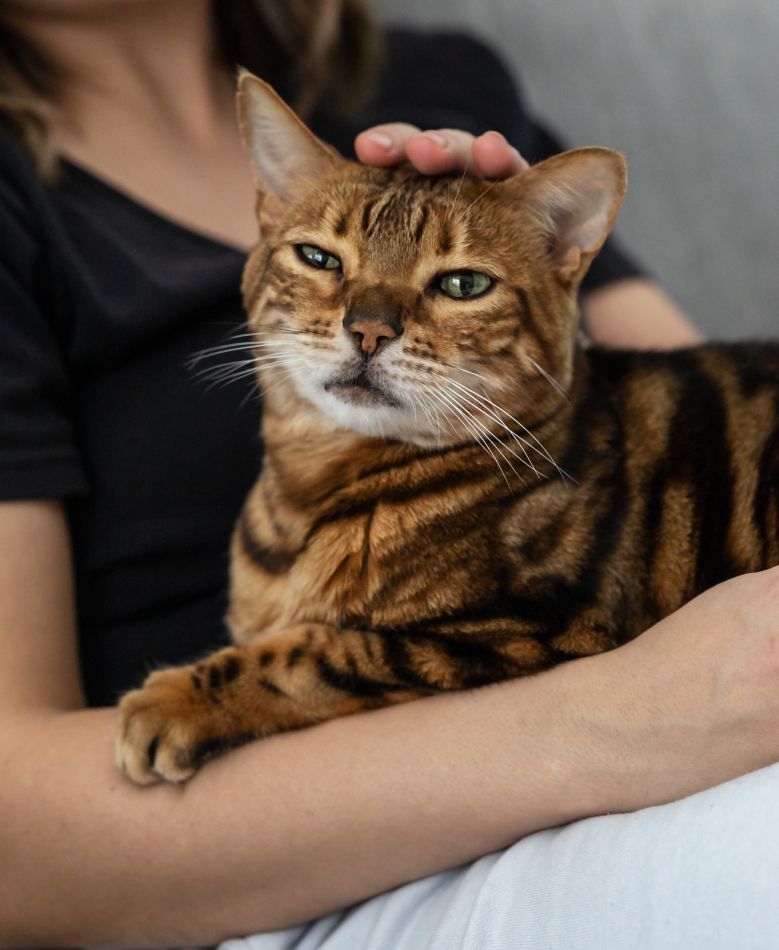 A woman petting a Bengal cat resting in her arms.