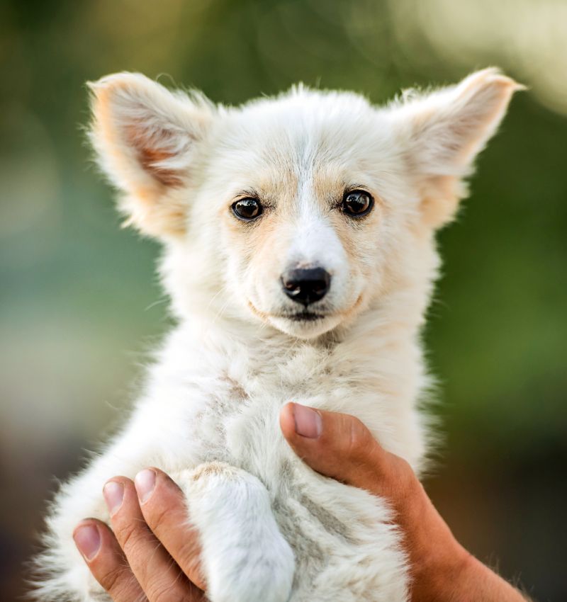 White puppy with large ears held in human hands.