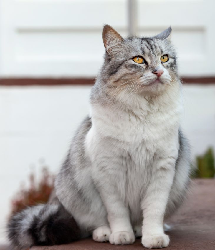 Fluffy gray and white cat with striking yellow eyes, sitting and looking away.