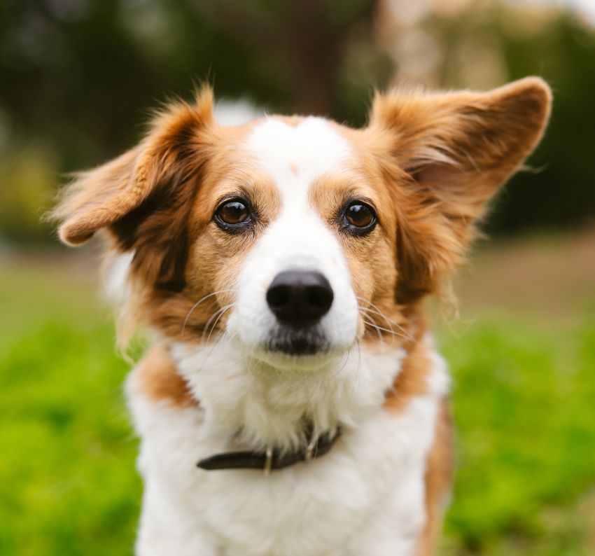 Close-up of a brown and white dog with one ear up and one ear down.