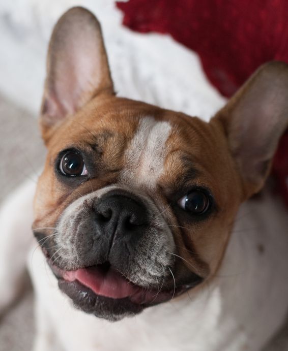 Close-up of a French Bulldog looking up with a playful expression.