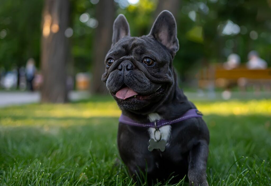 A black French Bulldog sitting on grass with its tongue out.