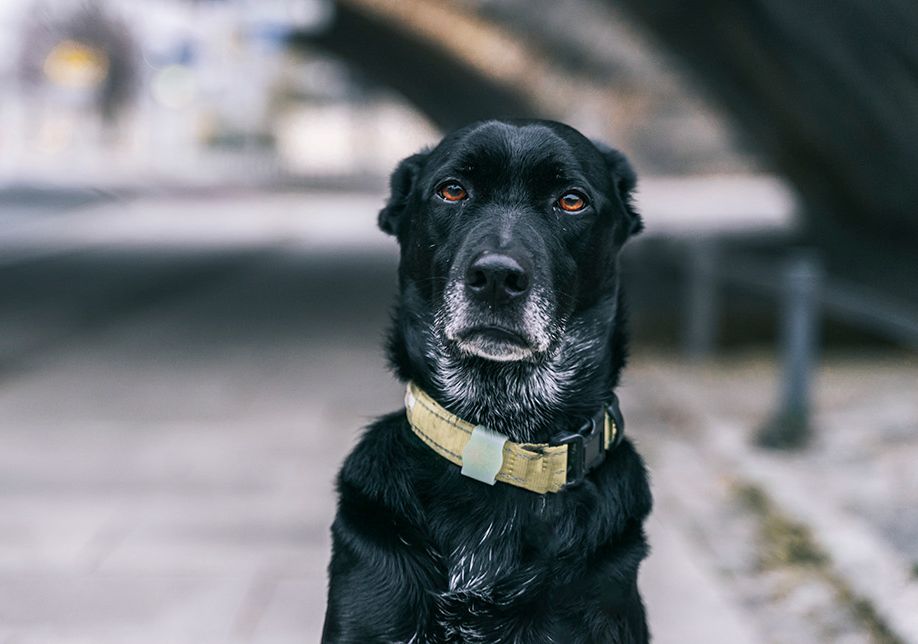 Black dog with a yellow collar looking directly at the camera.