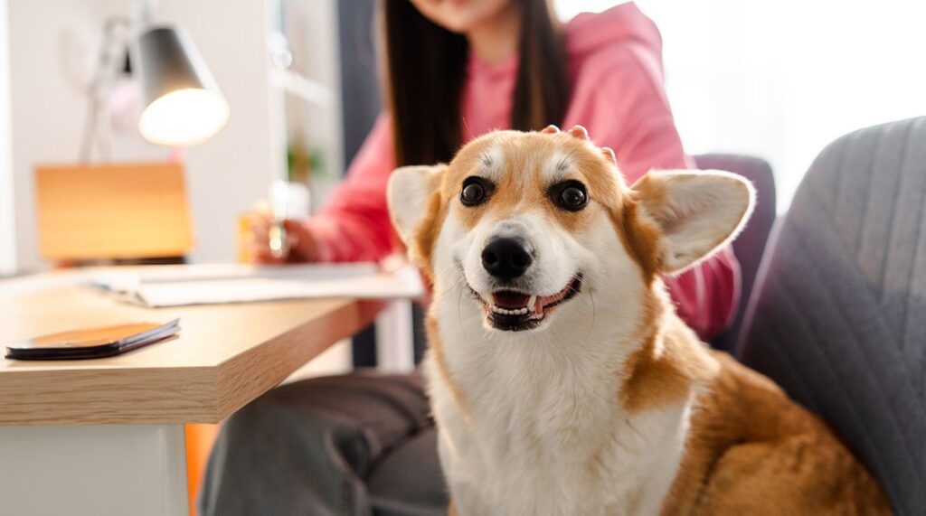 Corgi dog happily sitting by a woman working at a desk.