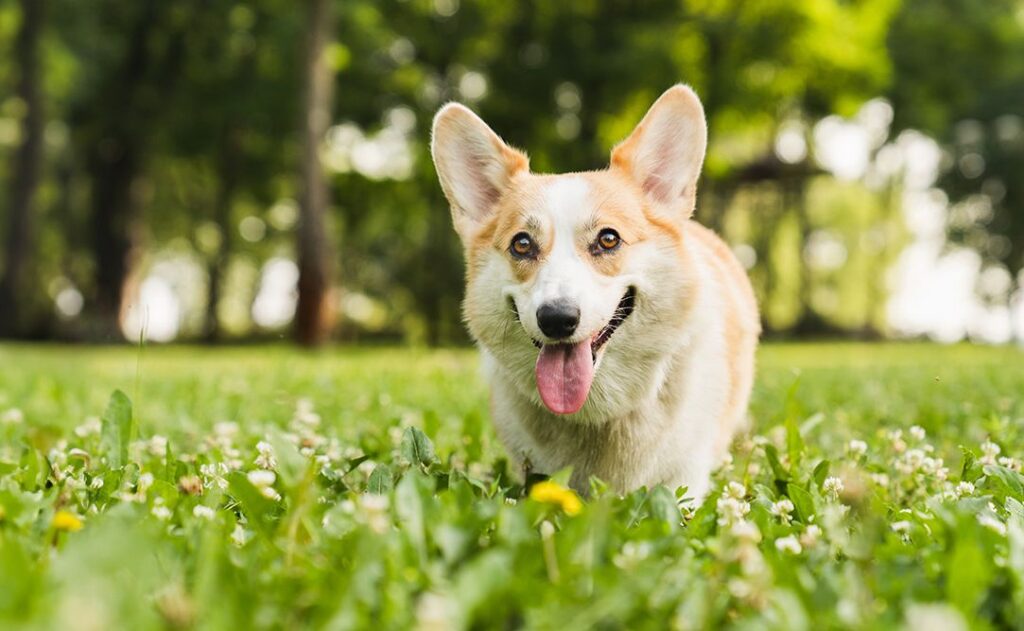 A happy corgi dog with a bright smile, sitting in a green, flower-studded park.