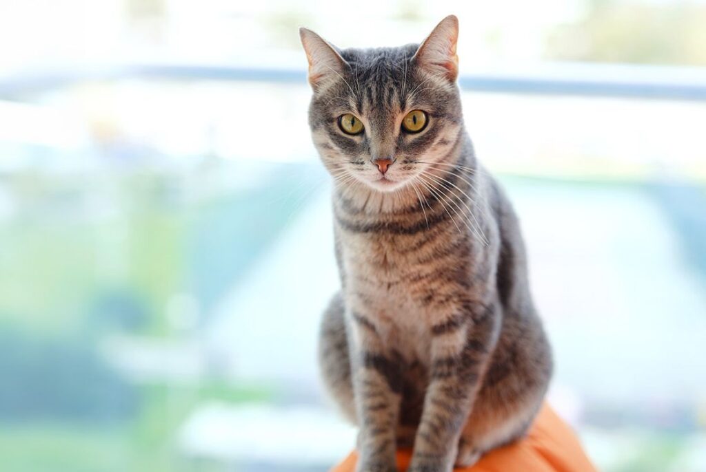A gray tabby cat sitting and looking directly at the camera.