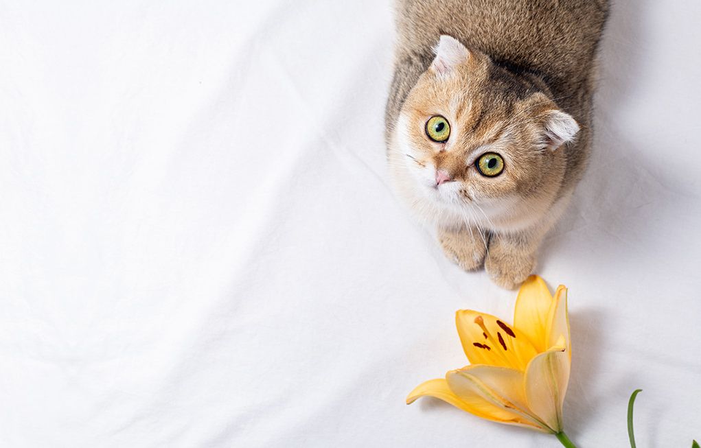 A brown tabby cat sitting next to a yellow lily, looking upwards.