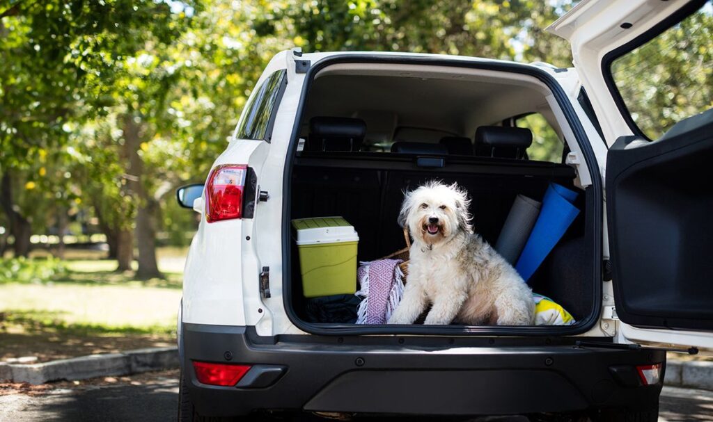 Happy dog sitting in the open trunk of an SUV with luggage.