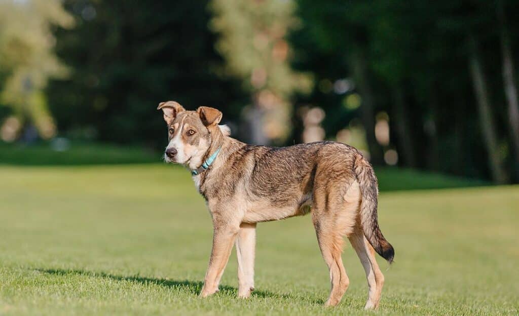 Brindled dog with a blue collar standing on a grassy field.