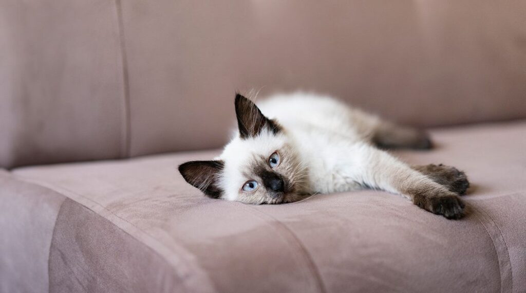 A Siamese kitten lying on a soft beige couch.