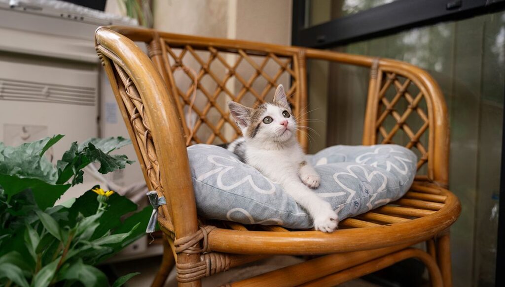 White and gray kitten lounging on a rattan chair with a cushion.